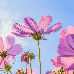 Meet your Posher, Valeria